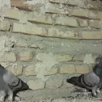 کبوتر