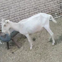 2راس بزسانن
