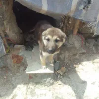 ژرمن شپرد پلیسی