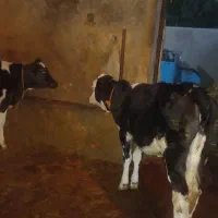 فروش ۳ راس گوساله ماده سمینتال