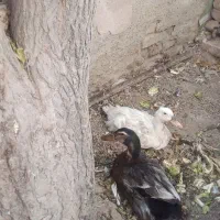اردک جوان تخمگذار