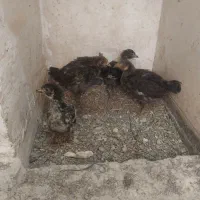 جوجه طبیعی