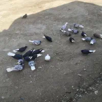 ساردمسفیدوسیاه دم سفید