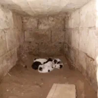توله سگ محلی