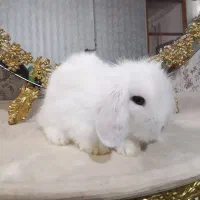 بچه خرگوش لوپ اصل