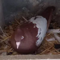 ساری و قرمز کوینه