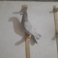 کبوتر