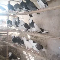 ۱۰جفت جوجه بضمانت