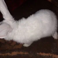خرگوش سفید بازیگوش و کاملا سالم