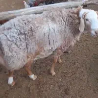 قوچ چینی 3سال