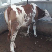 گوساله سیمینتال ماده