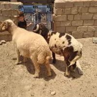 قوچ بره گاو گوسفندگاومیش بز|حیوانات مزرعه|اهواز, منازل کارون|دیوار