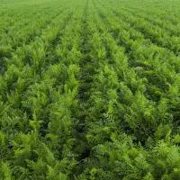 ۶ کیلو بذر هویج بروسید اف یک کد 3