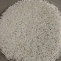 برنج شیرودی