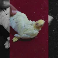 عروس هلندی سرلاکی