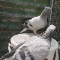 جوجه سبز دمسفید