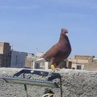 سرخ دم سفید
