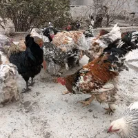 تخم مرغ نطفه دار برهماپورسلن