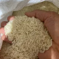 برنج طارم درجه یک فریدونکنار