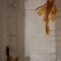 کت فیش پوزه بوته ای رد ماربل سوپر باله