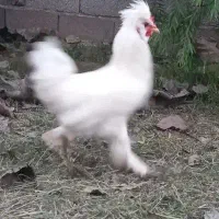 خروس