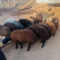 بره نر ۱۰ عدد