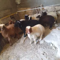 بره