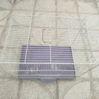 قفس