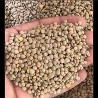 عدس درجه یک ارزان