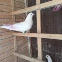 کبوتر 8 ساعت به بالا