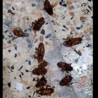 سمپاشی سوک ساس سم پاشی در همه جا