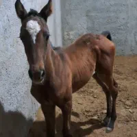اسب