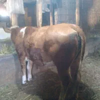 گوساله سیمینتال