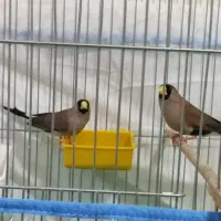 فنچ ماسکدار استرالیای