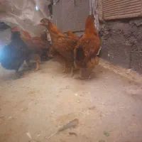 جوجه  بزرگ سالم  حراج