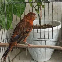 قناری نر سرخ سوخته جوان دهن دار قرص شلاقی بخون