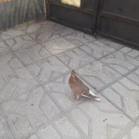 کبوتر دم سفیذ جوانه