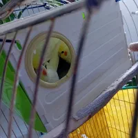 عروس هلندی رام و دستی
