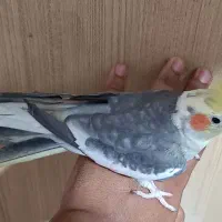 عروس هلندی نر دورگه سخنگو آوازخون یکساله دستی