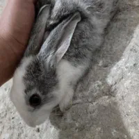 خرگوش بچه