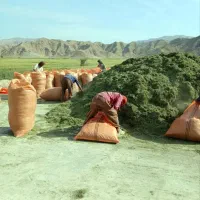 یونجه درجه یک یک با حضور مشتری با بهترین کیفیت