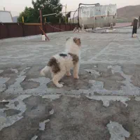توله سگ نر