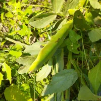 باقالی گردنه حیران  ارگانیک