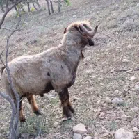 دوبر و قوچ