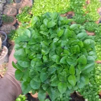 سبزه نارنج عید ۱۴۰۵ فی ۴۰.۰۰۰