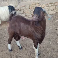 تکه کل نژاد دار