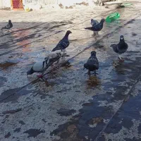 کبوتر رنجر آلمانی پرشی