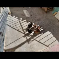 دو عدد مرع محلی با هشت جوجه دونه ۱میلیون