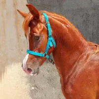 اسب عرب مصری