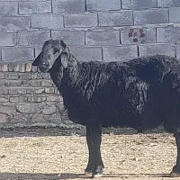 قوچ قره قزل خالص